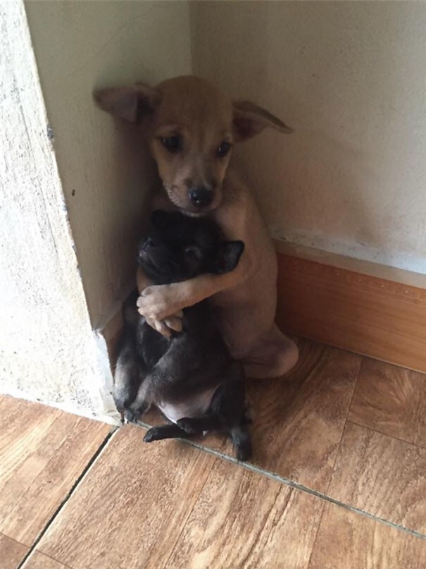 После того как щенков спасли они не могут перестать обниматься 