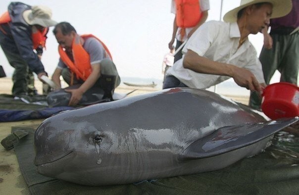 В Японии из рыбацких сетей спасали дельфинов, один из них в этот момент заплакал.