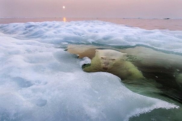 Удивительный снимок белого медведя, который выиграл в конкурсе National Geographic Photo Contest.