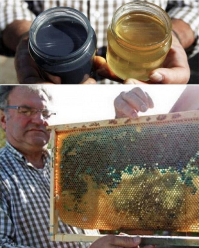 Недалеко от этой пасеки находится завод M&M,пчелы начали есть сахарные отходы завода, теперь они приносят синий мед