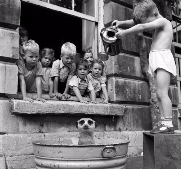 Дети моют суриката, ЮАР, 1950-е.