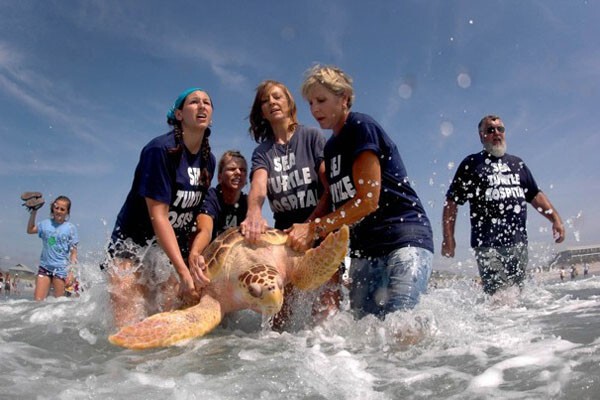 4. Черепашьи команды (Turtle Teams) 