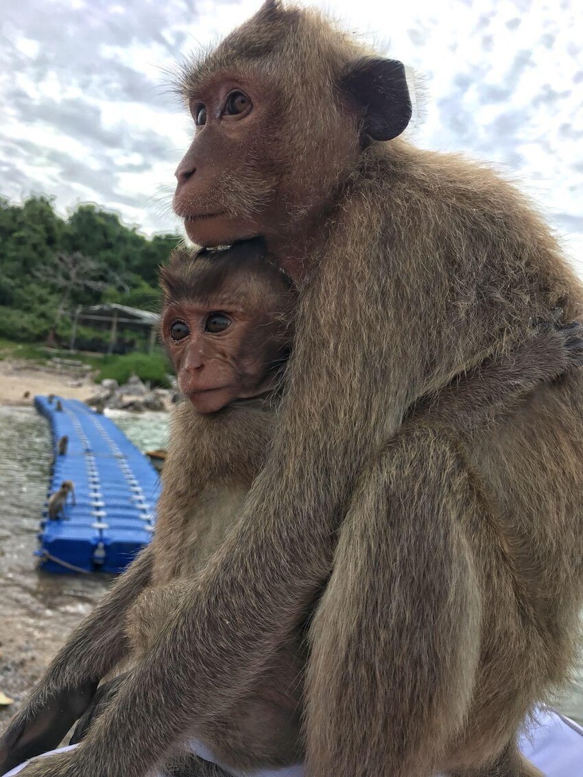 На острове обезьян, Таиланд 