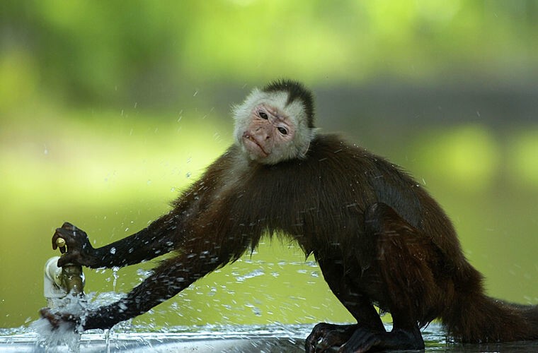 Полагать, что обезьяны — очаровательные милашки
