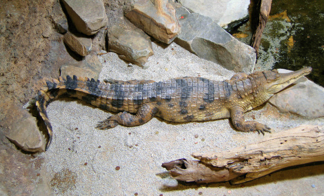 10 Африканский узкорылый крокодил Длина 3 метра