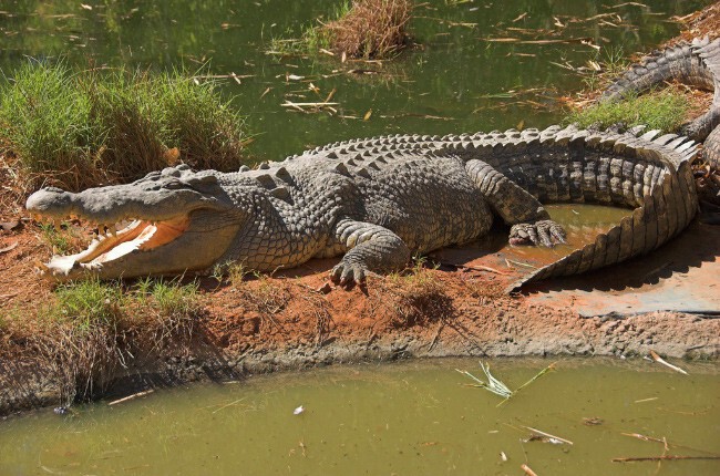 3 Гребнистый крокодил Длина 7 метров