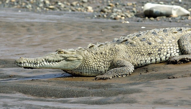 6 Острорылый крокодил Длина 5,5 метра