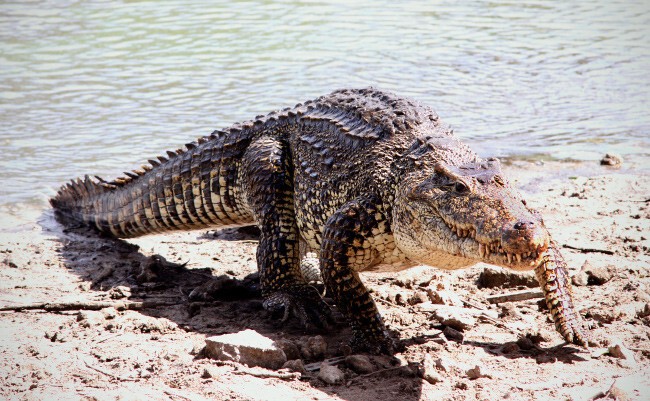8 Кубинский или жемчужный крокодил Длина 4,9 метра