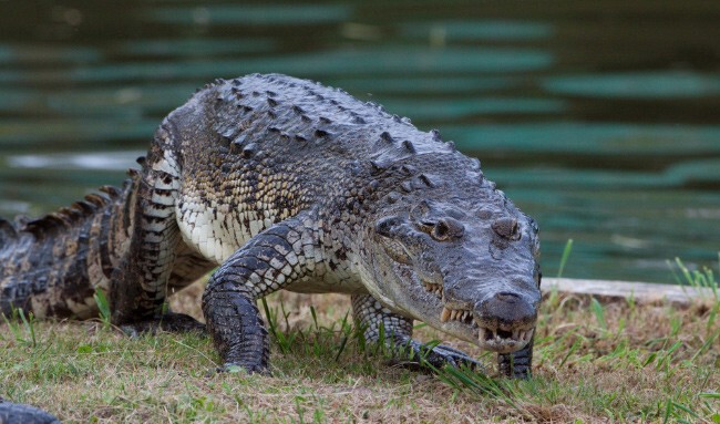 9 Центральноамериканский крокодил Длина 4,5 метра