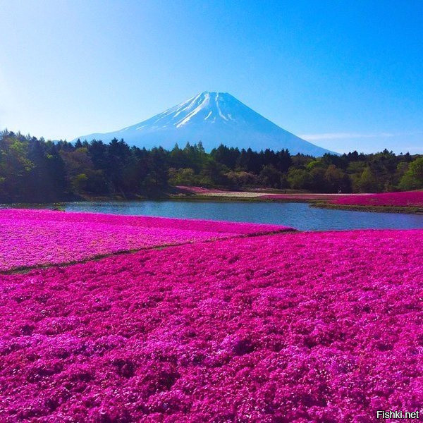 Поле флоксов и легендарная гора Фудзи, Япония
