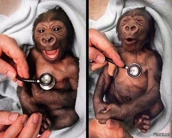 Реакция детеныша гориллы на холодный стетоскоп
