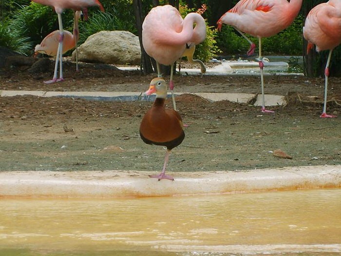 10 фотографий уток, которые думают, что они фламинго