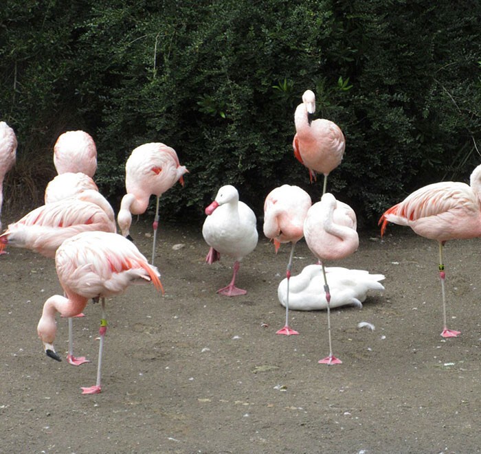 10 фотографий уток, которые думают, что они фламинго
