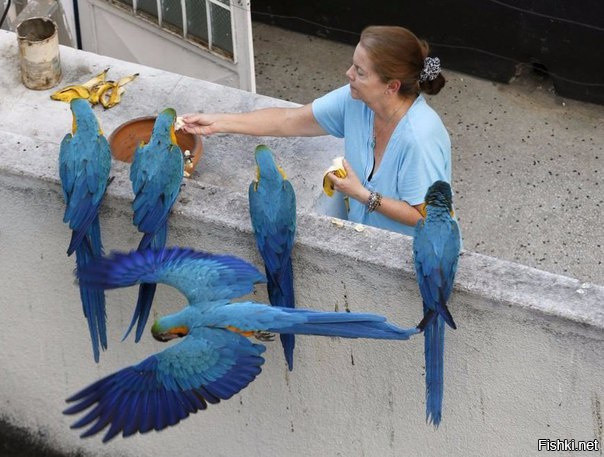 Женщина подкармливает попугаев ара на балконе своей квартиры в районе Лос Пал...