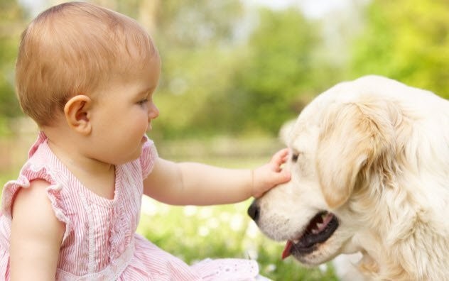  Младенцы могут понимать собак 