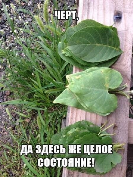 Смешные картинки с надписями