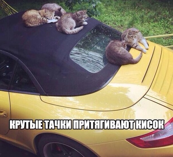 Смешные картинки с надписями