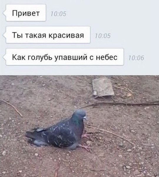 Смешные картинки с надписями