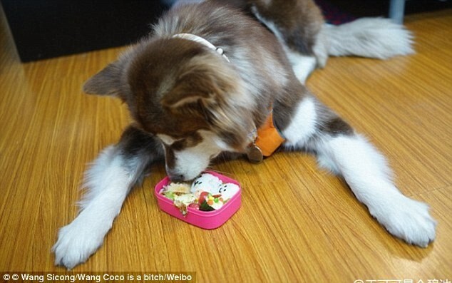 Сын богатейшего жителя Китая подарил своей собаке восемь iPhone 7
