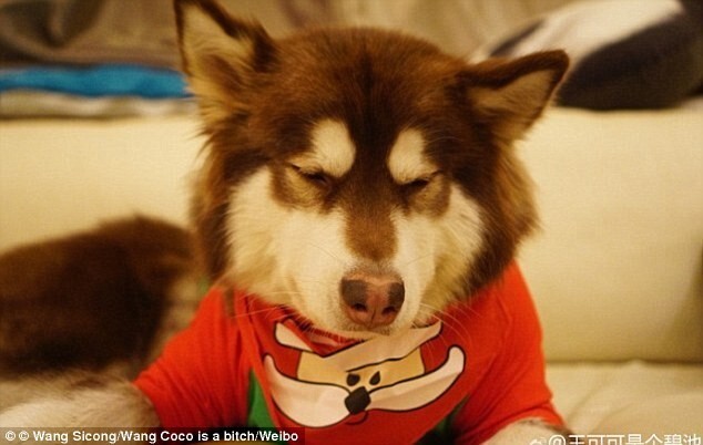 Сын богатейшего жителя Китая подарил своей собаке восемь iPhone 7