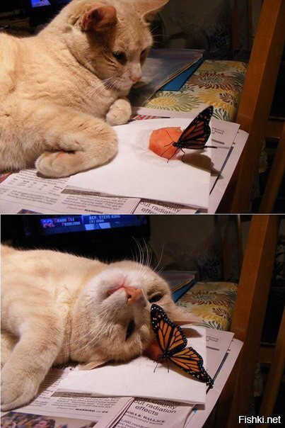 Реакция на бабочку