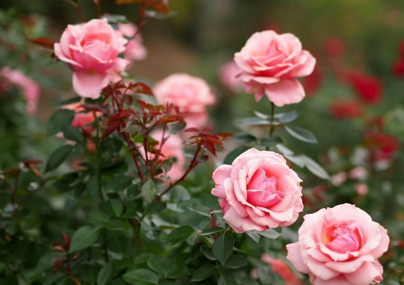 Садоводам на заметку: правила осенней посадки роз