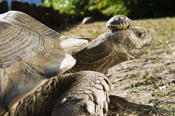 Черепашка пяти дней от роду на голове у черепахи возрастом в сто сорок лет.