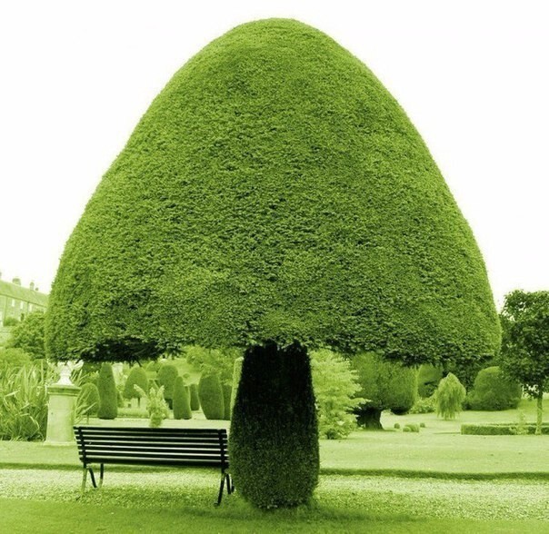 Дерево в форме гриба. 