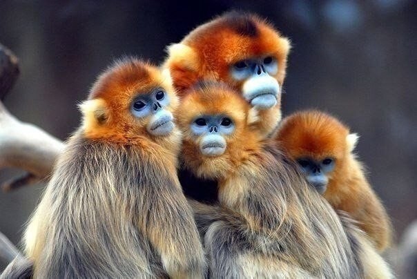 Бирманская курносая обезьяна. Вид открыт только в 2010 году из-за очень ограниченного ареала обитания обезьянки. У обезьян синее лицо, а еще они чихают, если в нос попадает капля дождя.