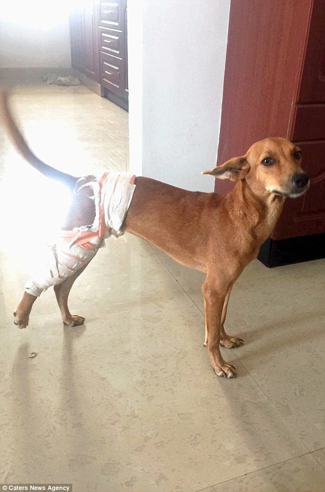 Собака, выброшенная с крыши студентами-медиками,сумела выжить и обрела любящую семью