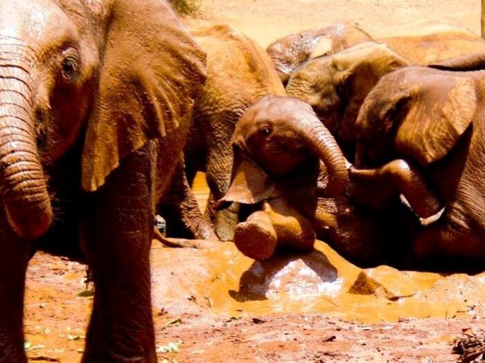 Слоновий питомник Nairobi Elephant Orphanage в Кении, где растут детёныши слонов, осиротевшие из-за браконьерства.  