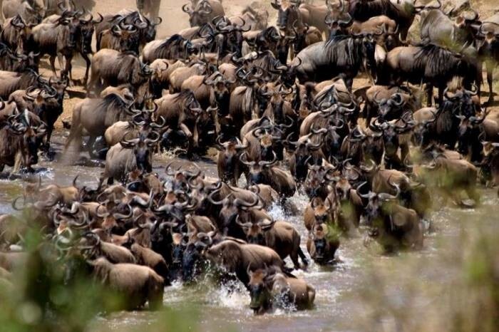Эпическая переправа антилоп гну через реку в заповеднике Масаи-Мара в Кении. 