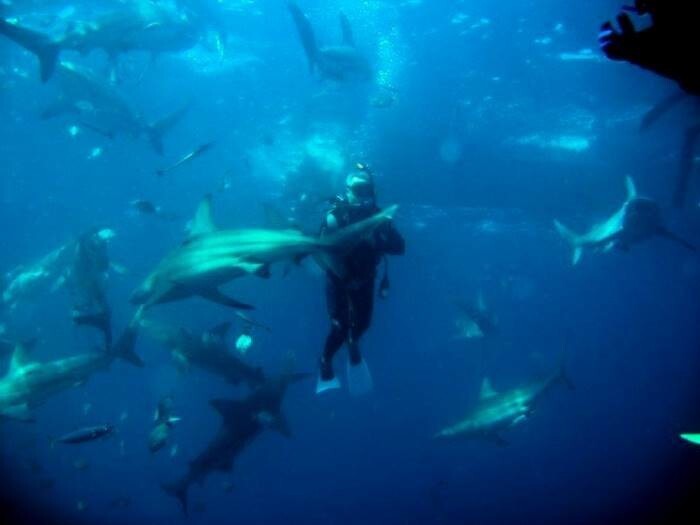 Дайвинг с акулами в Южной Африке.  
