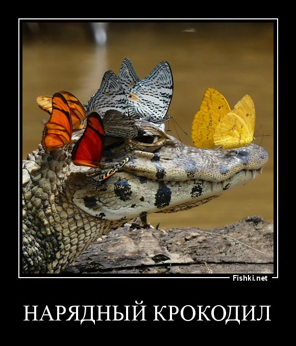 НАРЯДНЫЙ КРОКОДИЛ