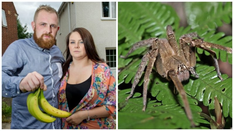 Семья сбежала из родного дома из-за пауков, вызывающих 4-часовую эрекцию