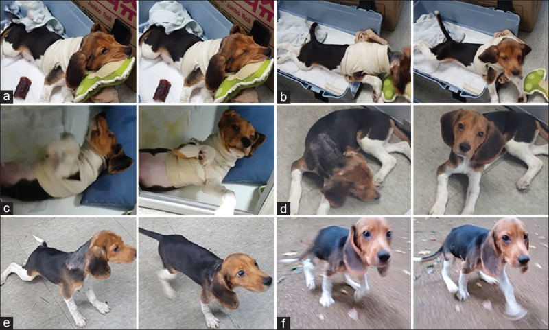 Этапы восстановления собаки, (а) 10 дней (б) 14 дней © 17 дней (г) 20 дней, и (е) 24 дней после операции. 