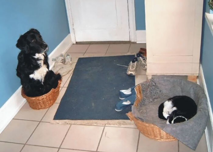 Наглые кошачьи морды, которые отжали спальные места у собак