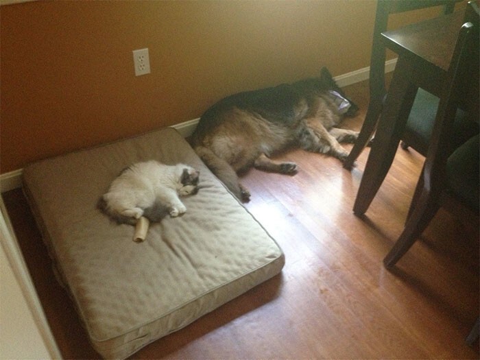 Наглые кошачьи морды, которые отжали спальные места у собак
