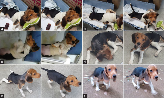 Пересадка головы собаке прошла успешно