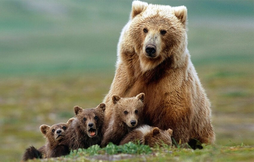 Самые трогательные мамы-медведицы и их медвежата