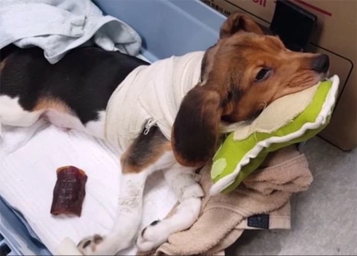 Эксперты раскритиковали эксперименты по подготовке к пересадке головы