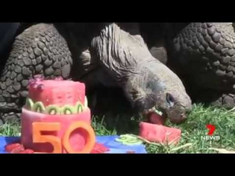50 лет черепахе 