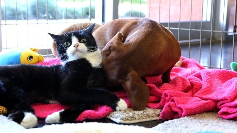 Брошенные собака и парализованная кошка стали лучшими друзьями и нашли новый дом 