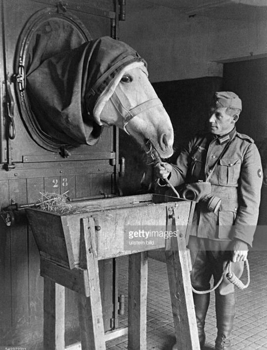 Немецкий военный госпиталь для лошадей. Лошадь проходит лечения кожного заболевания в камере, заполненной газом, 1942 год  