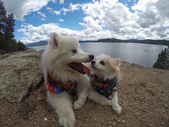 Друзья — не разлей вода: маленькая спасенная собачка стала лучшим другом старого слепого пса