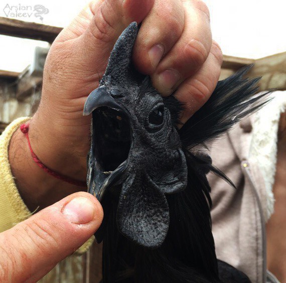 Чёрный петух индонезийской породы аям чемани