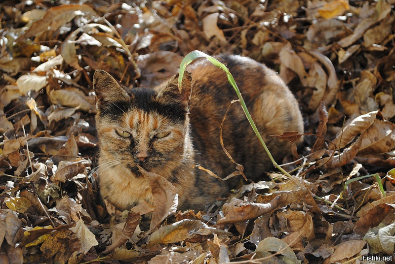 Видишь котика