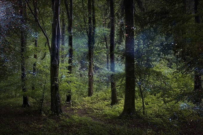 Таинственный лес