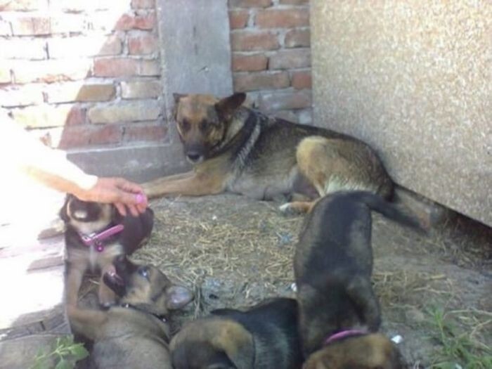 Сербская зоозащитница спасла собаку, поселившуюся на могиле умершего хозяина
