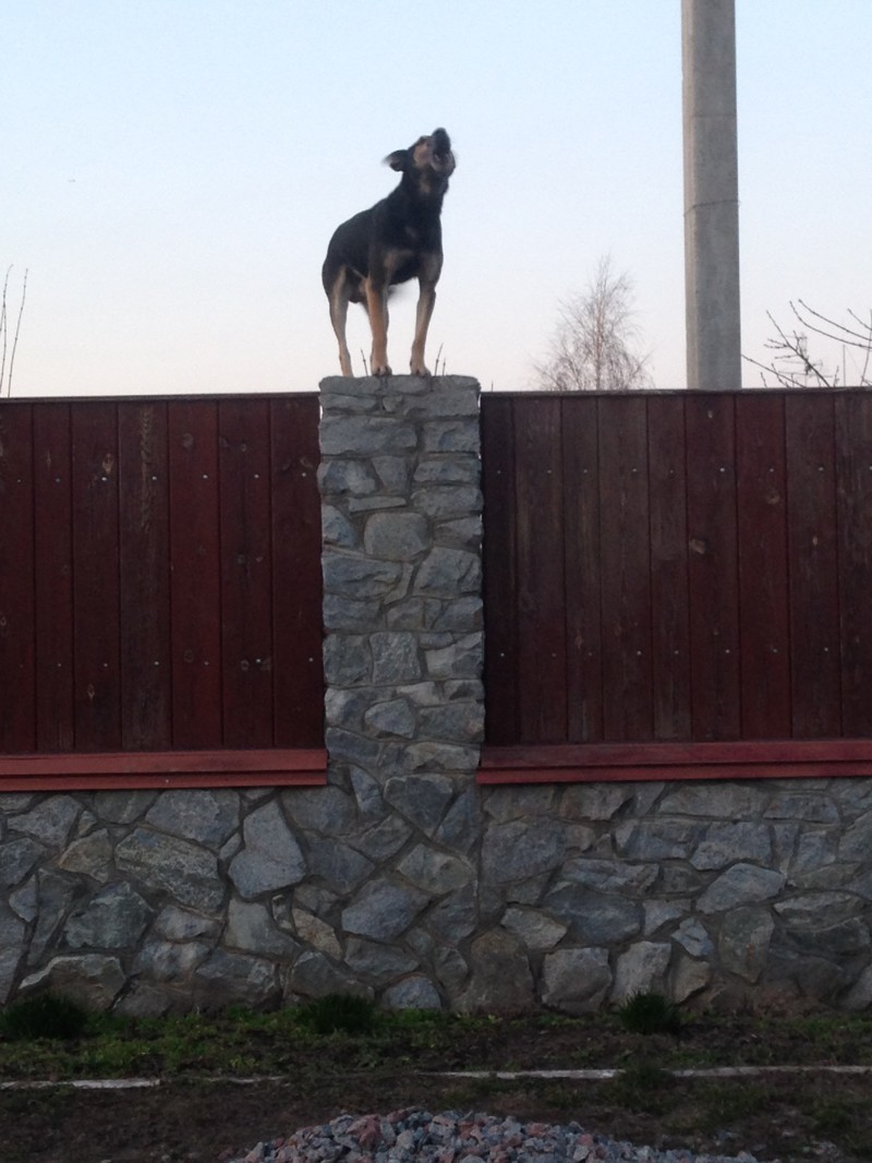 Собака-на забор залезака